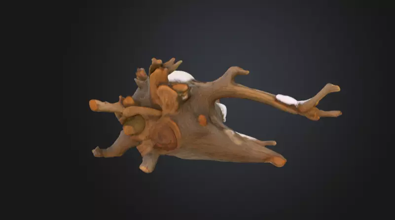 Snow Covered Fallen Log Low-poly 3D model_13