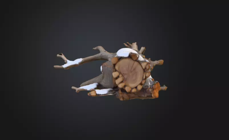 Snow Covered Fallen Log Low-poly 3D model_11