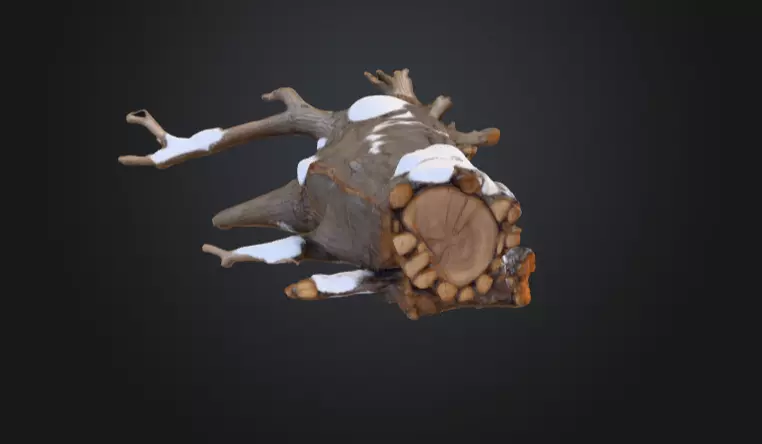 Snow Covered Fallen Log Low-poly 3D model_3