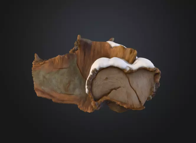 Snow Covered Fallen Log Low-poly 3D model_4