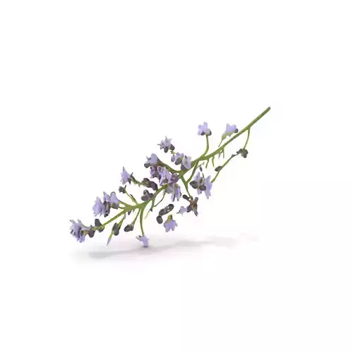 Lavender Blossom model pack Low-poly 3D model