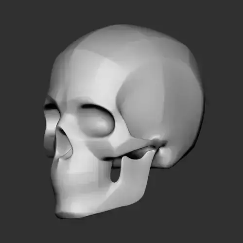 High Poly Human Skull Base Mesh Anatomy Study Model 3D print model High Poly Human Skull Base Mesh Anatomy Study Model 3D print model