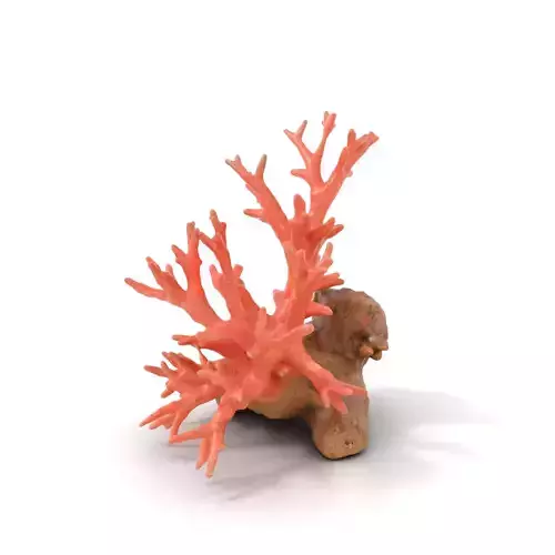 Pink Coral Reef model pack Low-poly 3D model