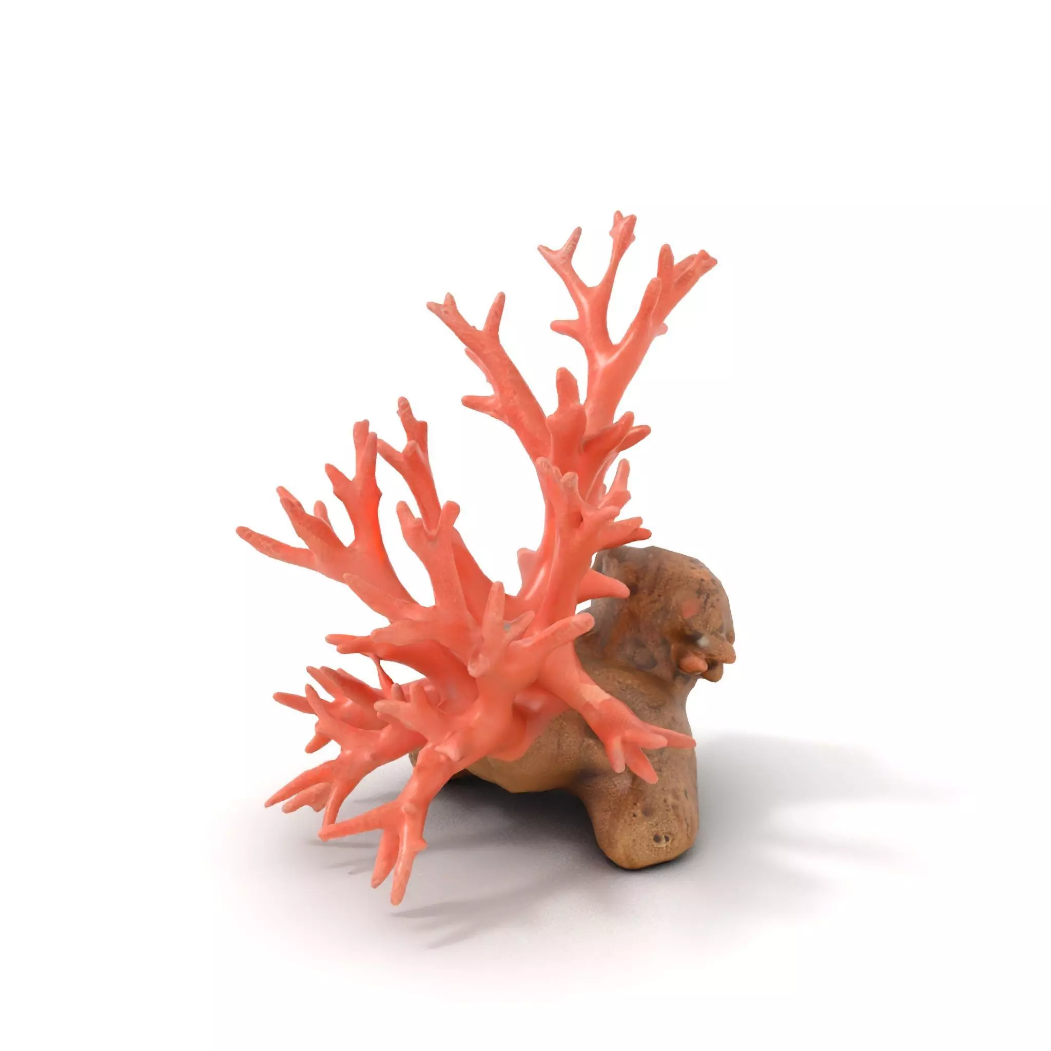 Pink Coral Reef model pack Low-poly 3D model_6