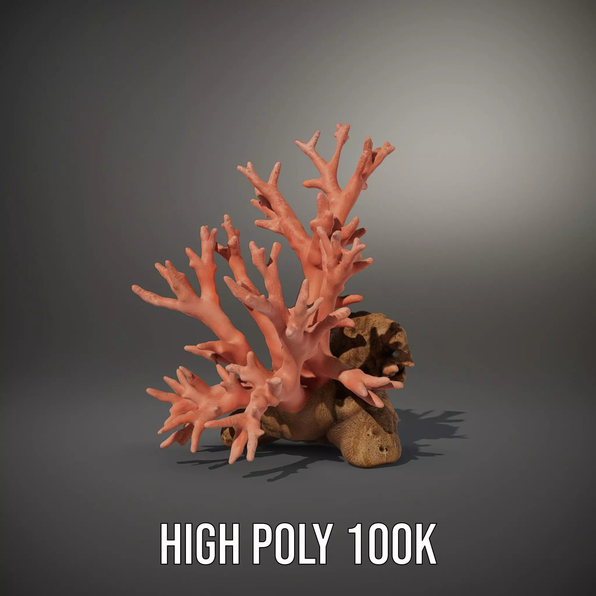 Pink Coral Reef model pack Low-poly 3D model_8