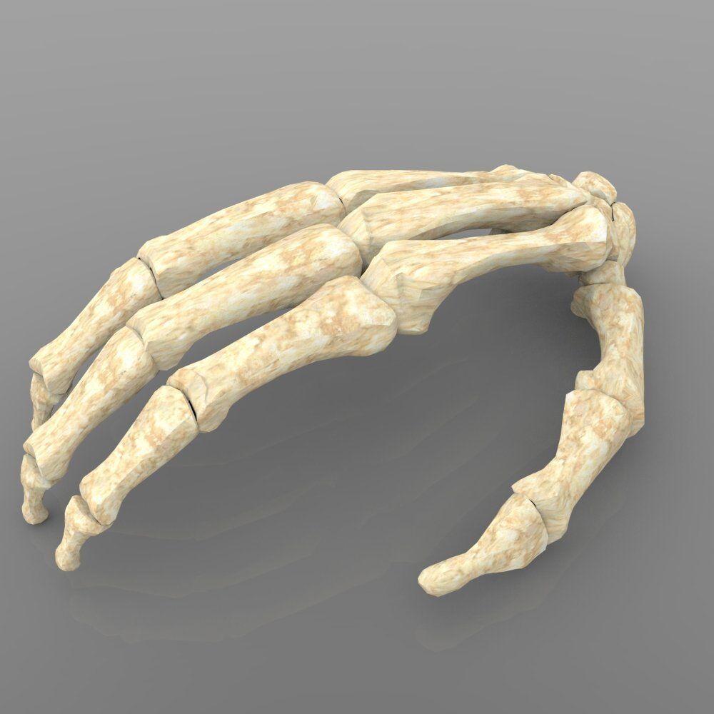 Hand Bone With Texture 3D model_2