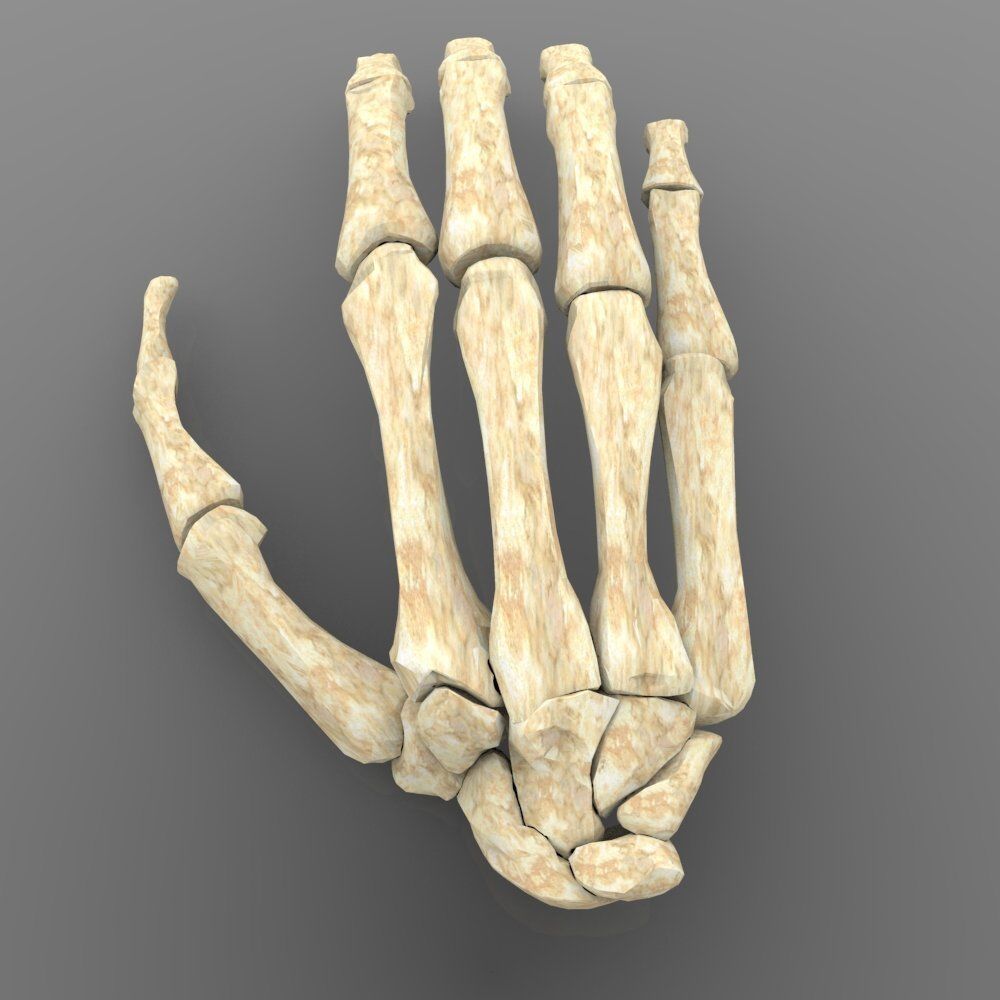 Hand Bone With Texture 3D model_5