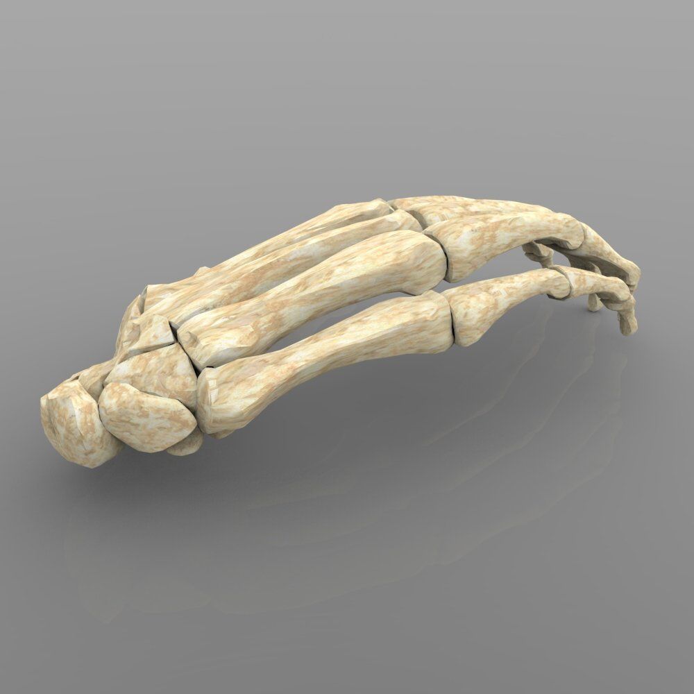 Hand Bone With Texture 3D model_3