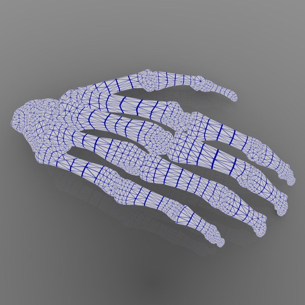 Hand Bone With Texture 3D model_7