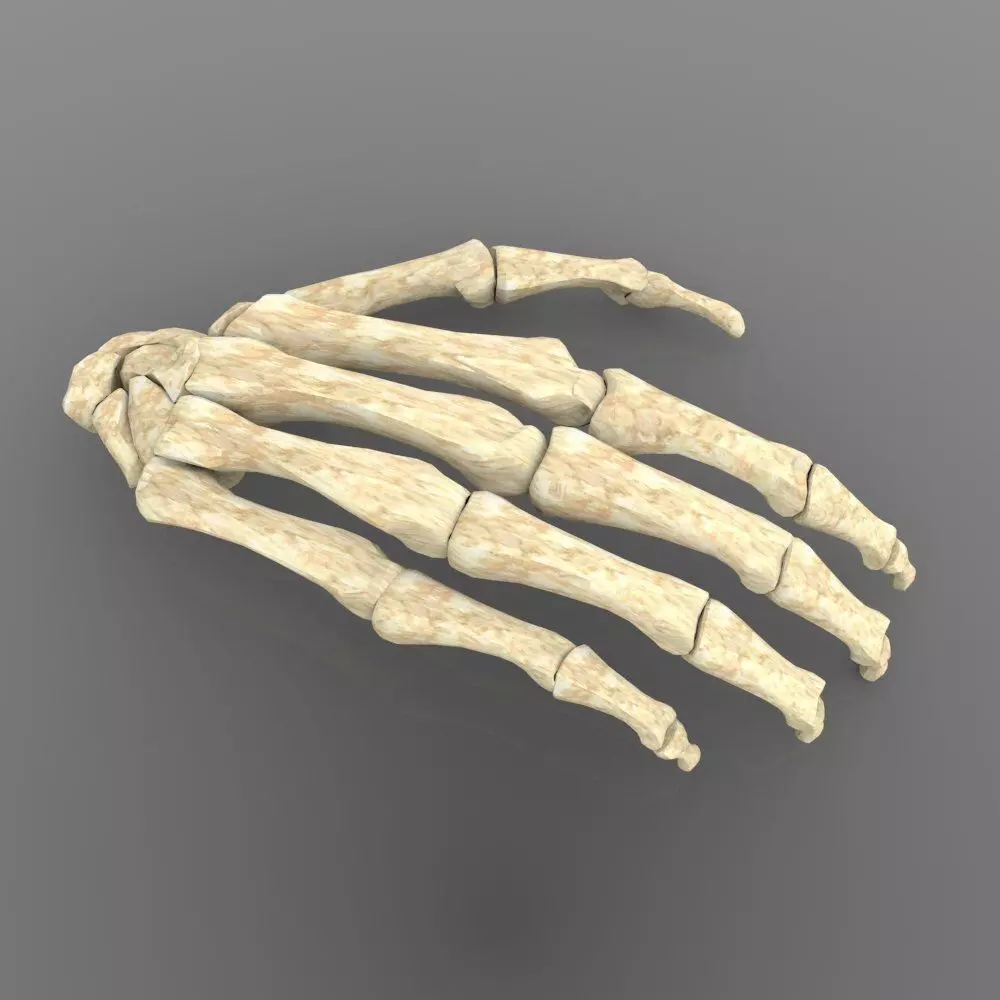 Hand Bone With Texture 3D model_0