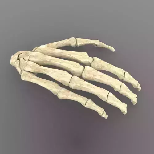 Hand Bone With Texture