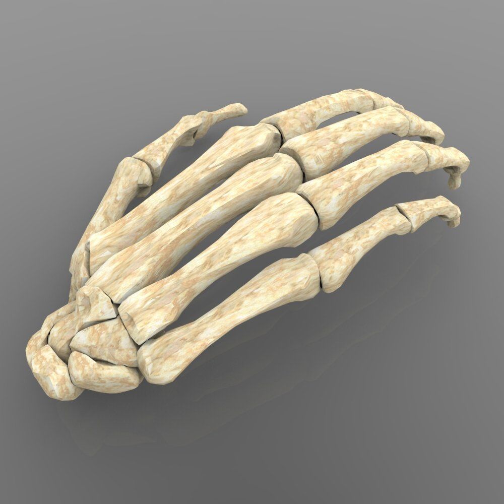 Hand Bone With Texture 3D model_4