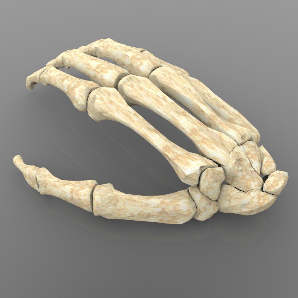 Hand Bone With Texture 3D model_1