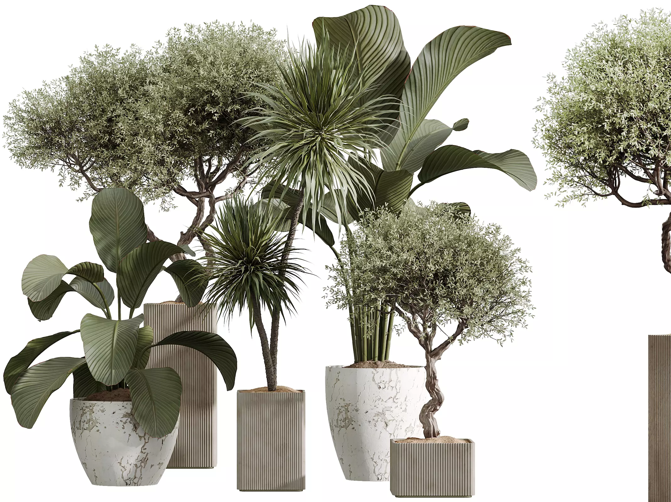 AV Indoor Plants Set 327 Olive Yucca Palm Lutea Cuban 3D model_0