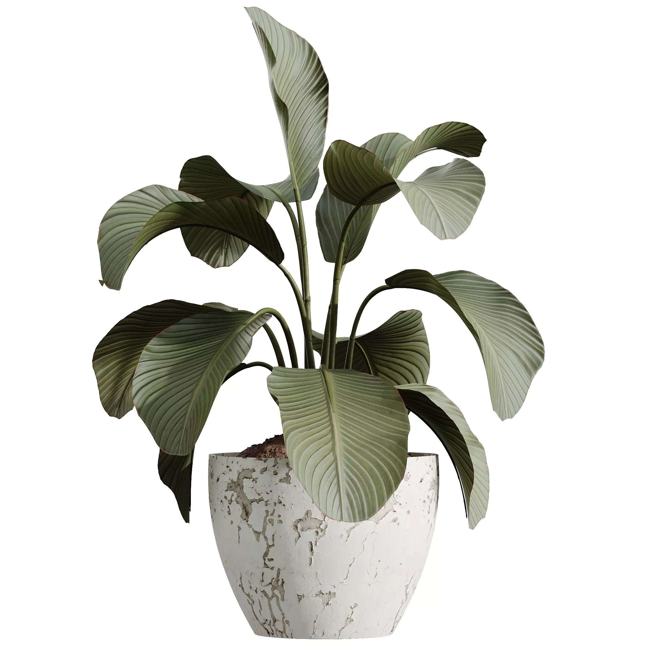AV Indoor Plants Set 327 Olive Yucca Palm Lutea Cuban 3D model_1