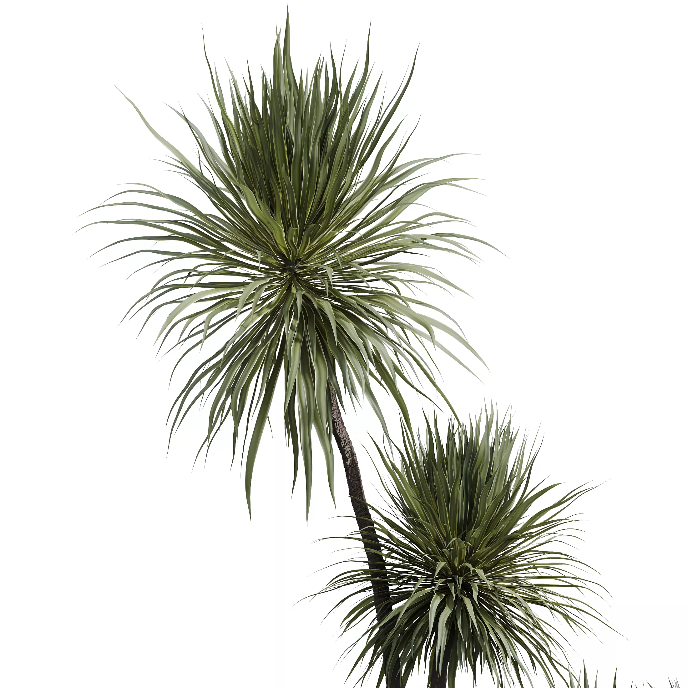 AV Indoor Plants Set 327 Olive Yucca Palm Lutea Cuban 3D model_4