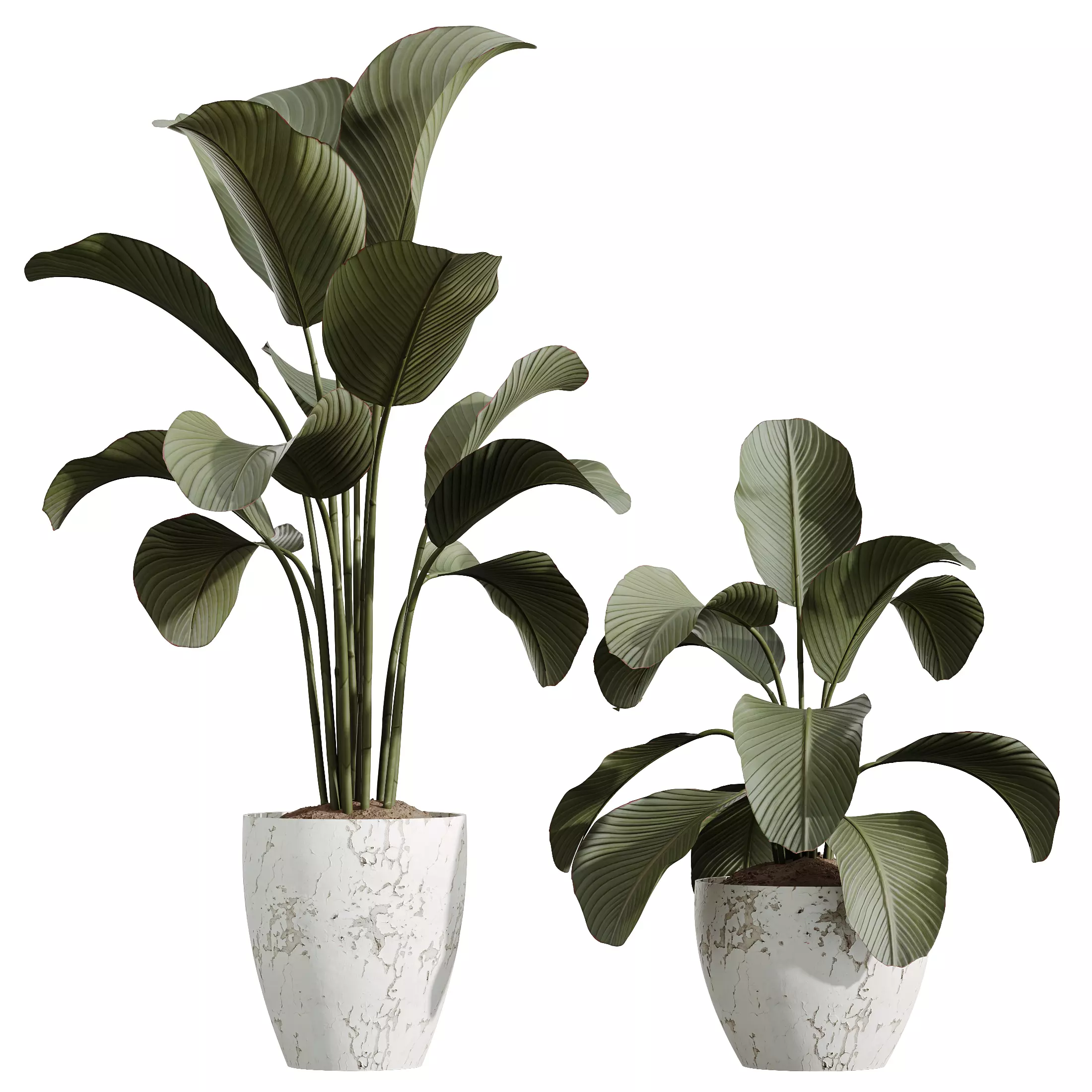 AV Indoor Plants Set 327 Olive Yucca Palm Lutea Cuban 3D model_3