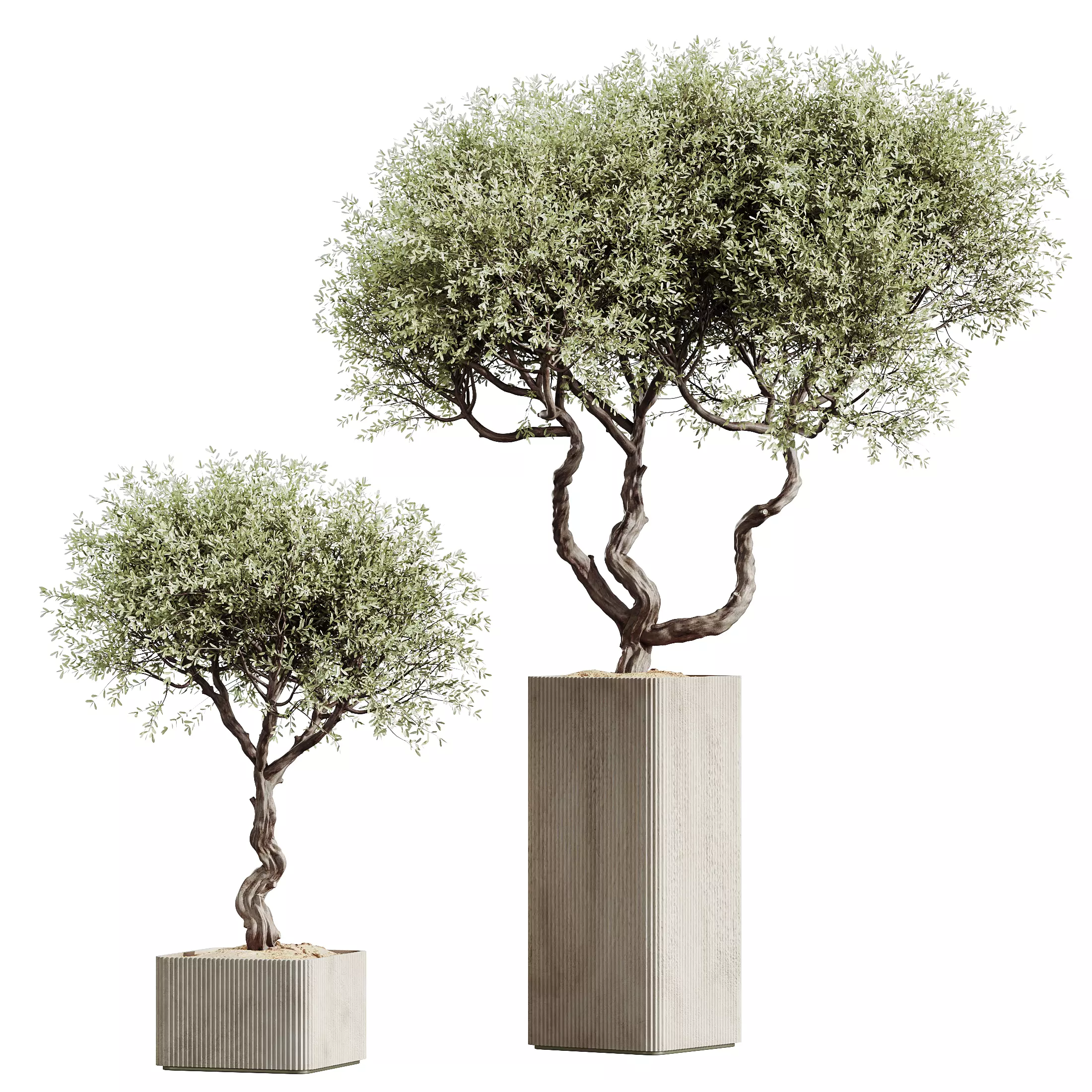 AV Indoor Plants Set 327 Olive Yucca Palm Lutea Cuban 3D model_2