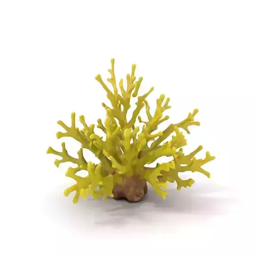 Vibrant Yellow Coral model pack