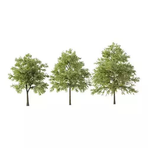 Celtis australis Tree 07