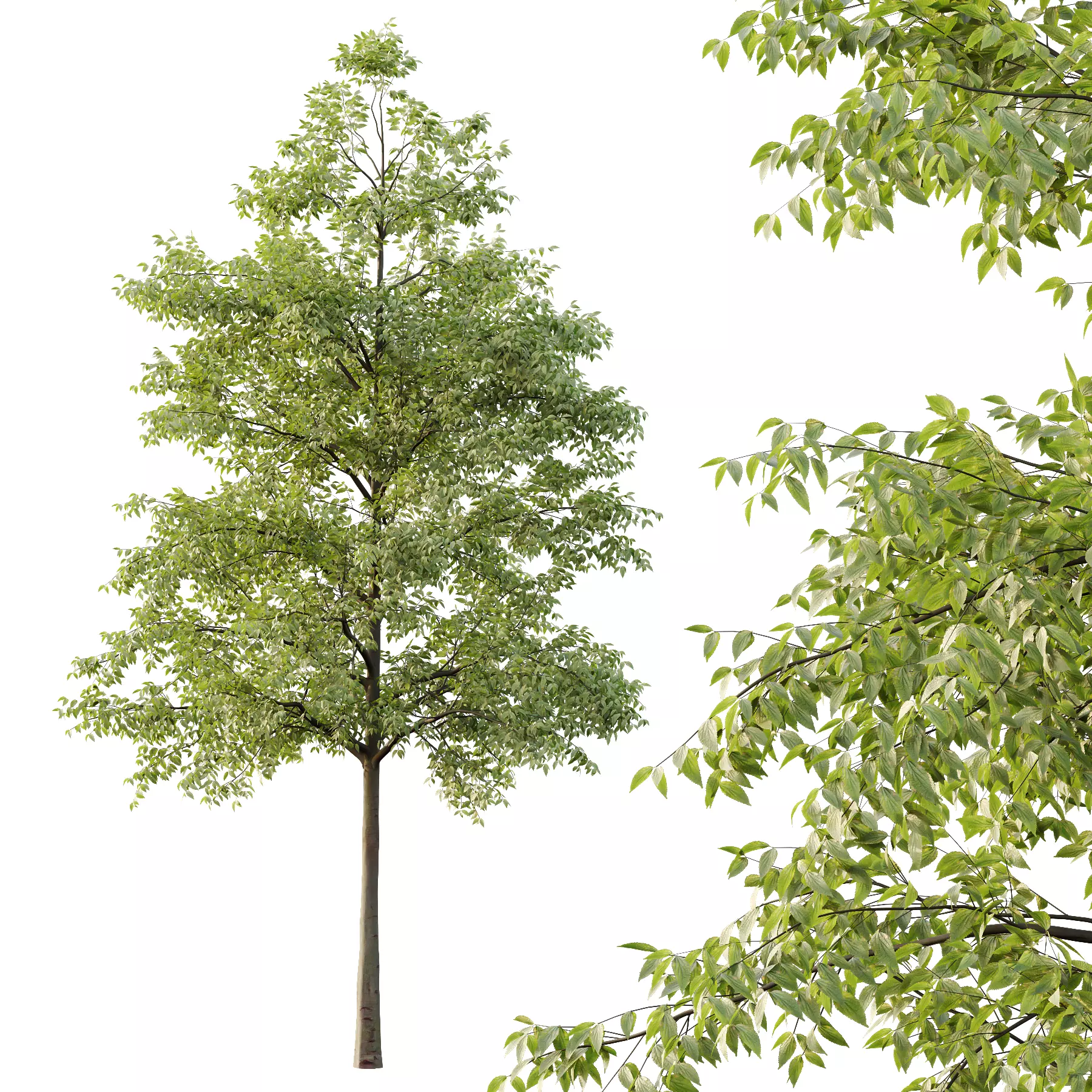 Celtis australis Tree 08 3D model_2
