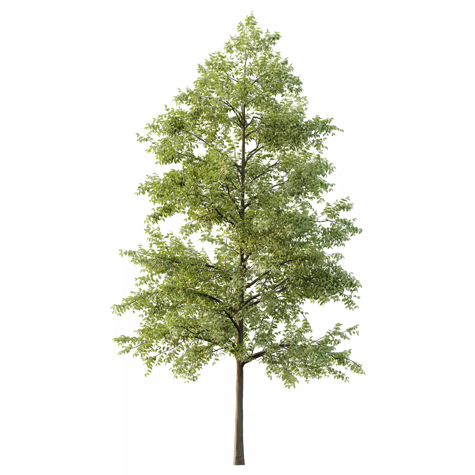 Celtis australis Tree 08 3D model_3