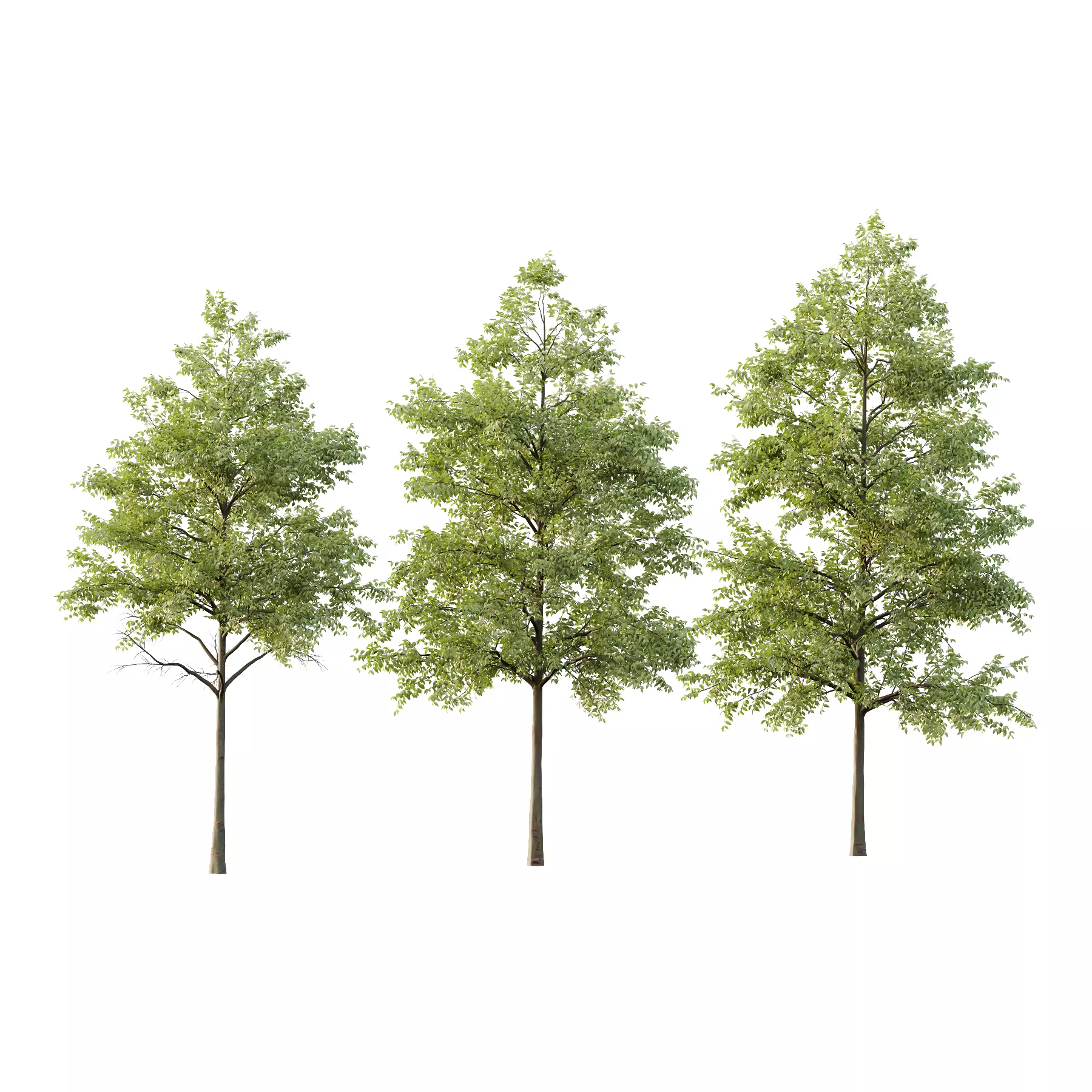 Celtis australis Tree 08 3D model_0
