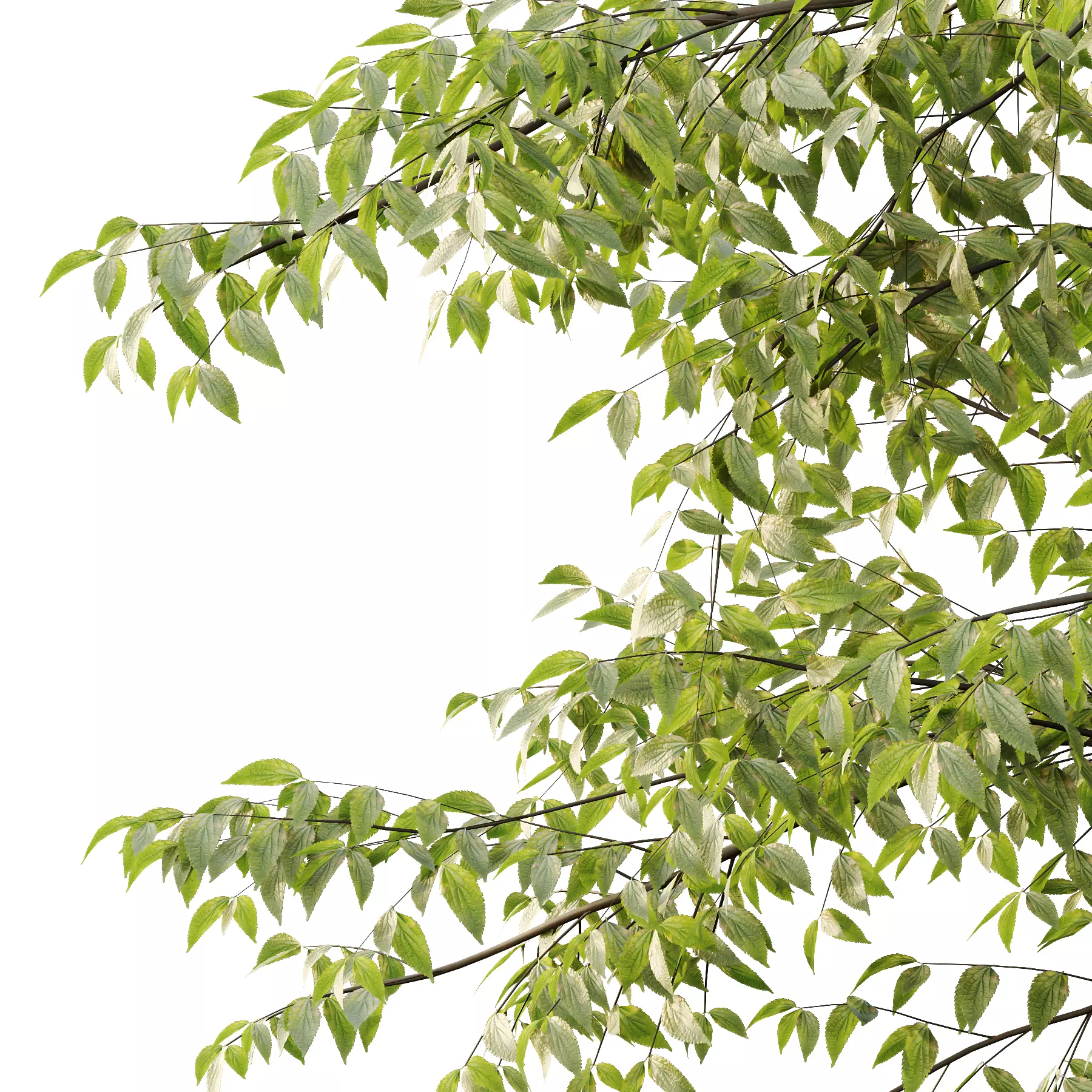 Celtis australis Tree 08 3D model_4