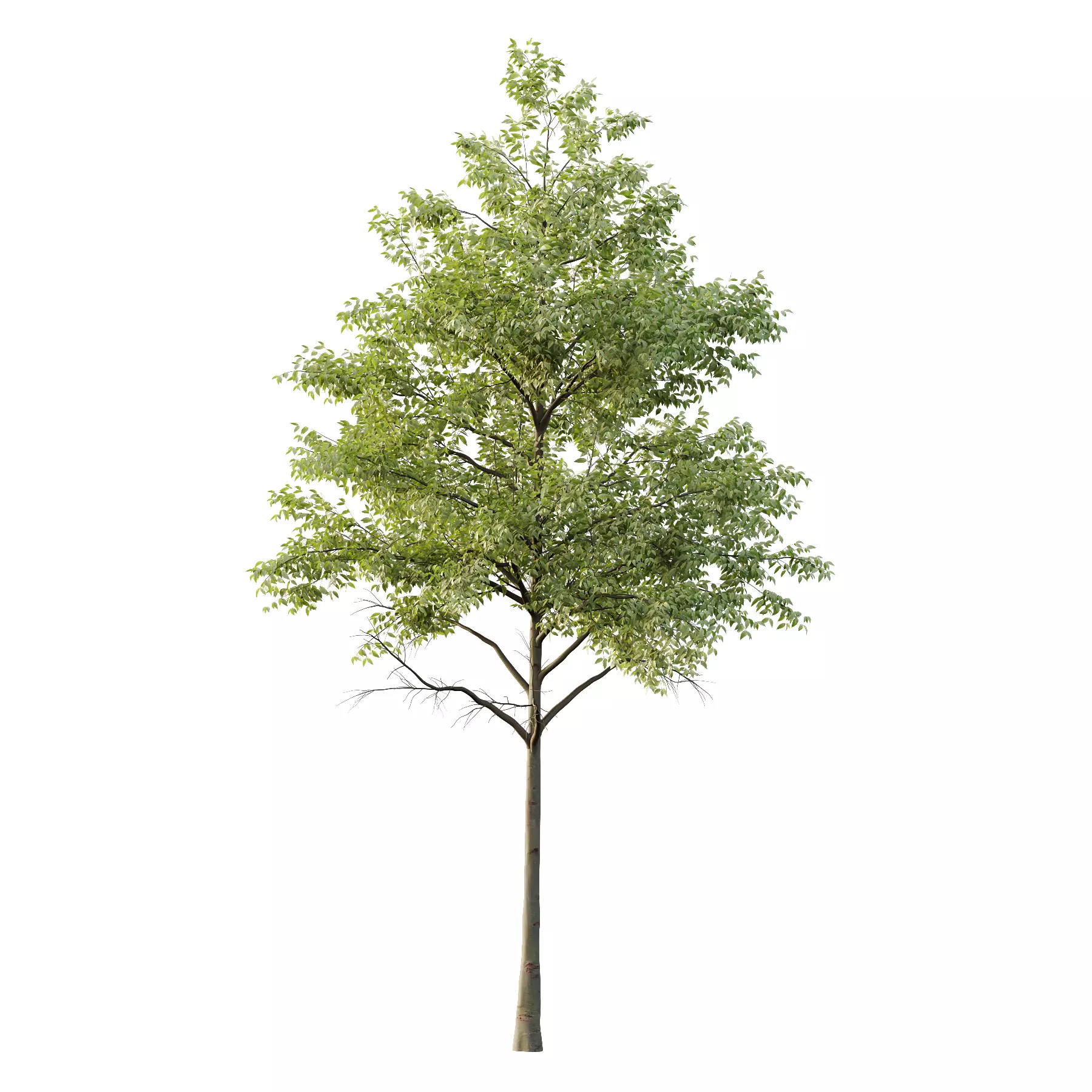 Celtis australis Tree 08 3D model_1