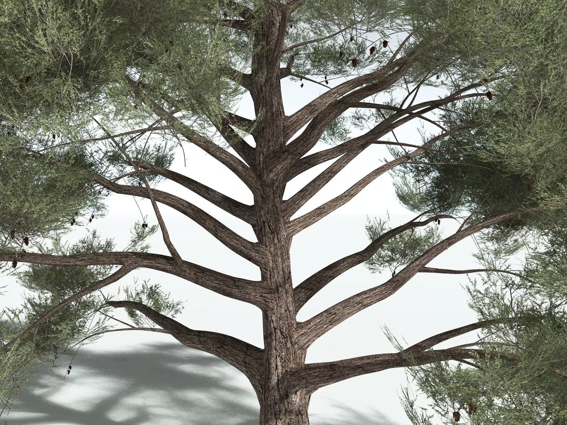 EVERYPlant Single-Leaf Pinyon 3D model_3