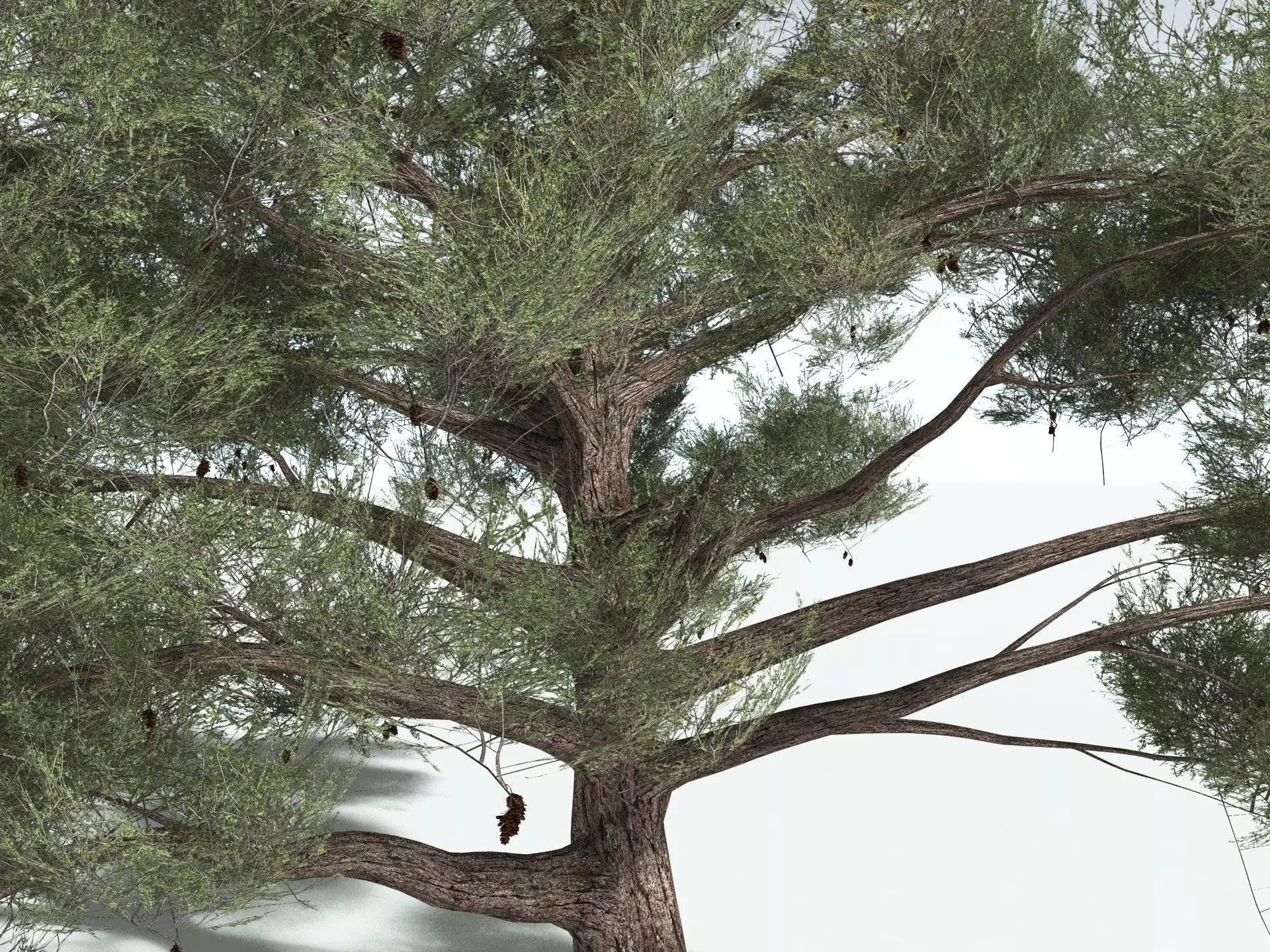 EVERYPlant Single-Leaf Pinyon 3D model_1