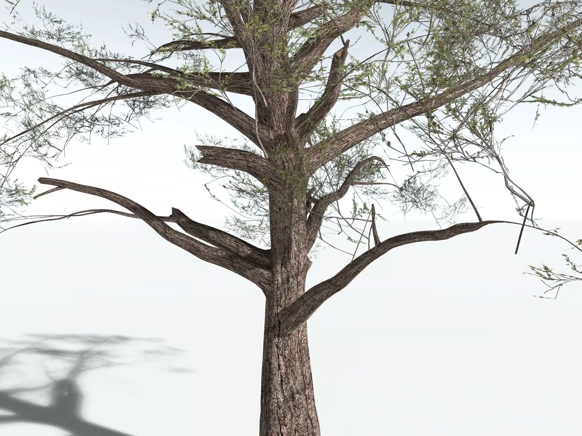 EVERYPlant Single-Leaf Pinyon 3D model_17