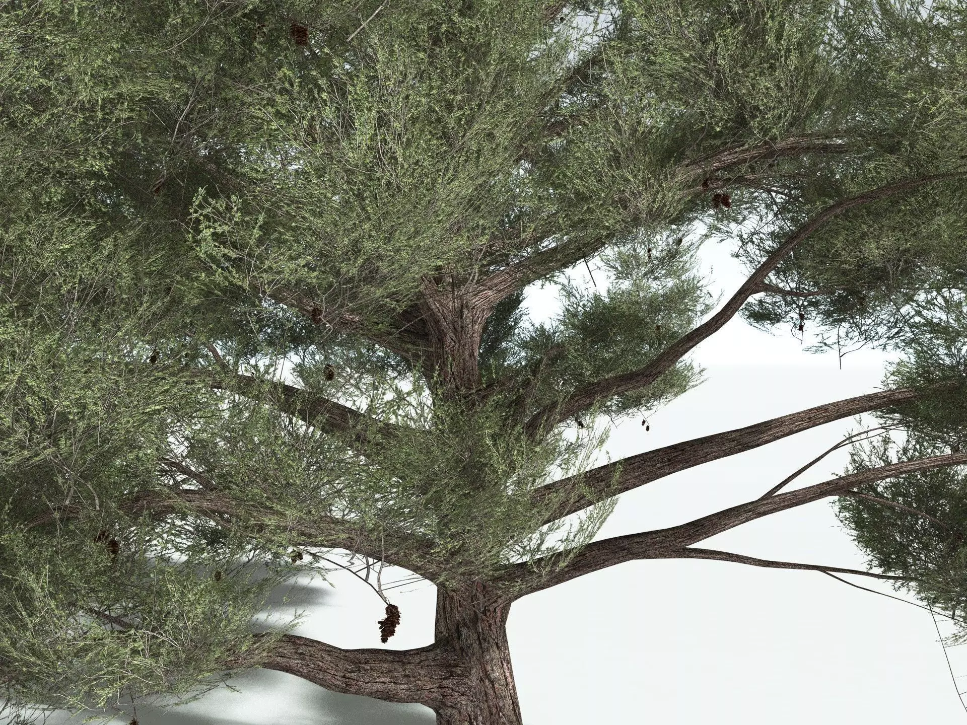 EVERYPlant Single-Leaf Pinyon 3D model_11