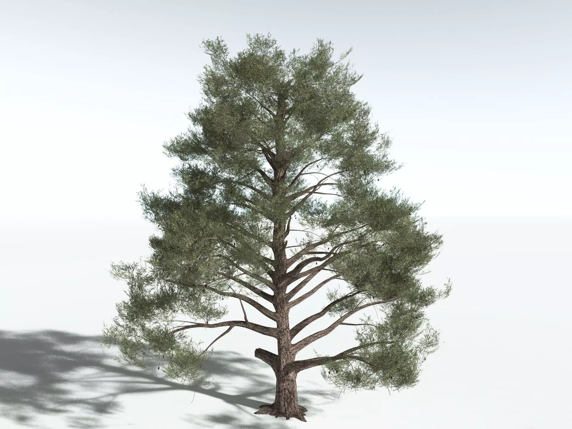 EVERYPlant Single-Leaf Pinyon 3D model_12