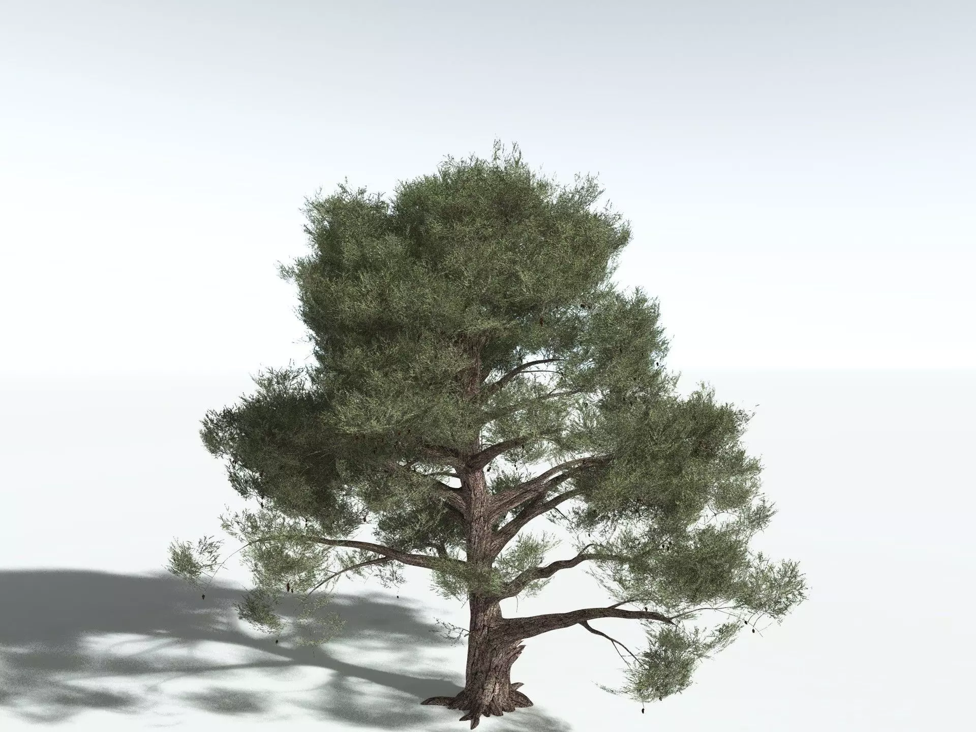 EVERYPlant Single-Leaf Pinyon 3D model_4