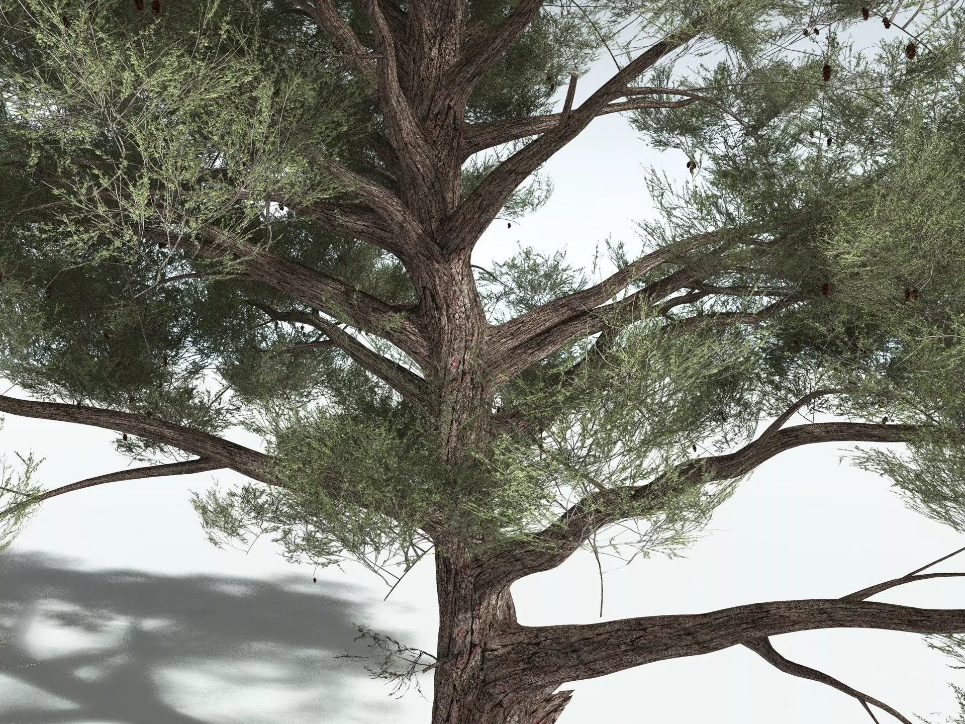 EVERYPlant Single-Leaf Pinyon 3D model_5