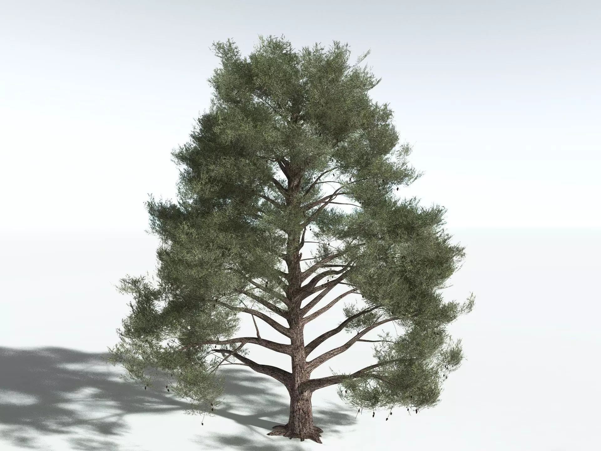 EVERYPlant Single-Leaf Pinyon 3D model_2