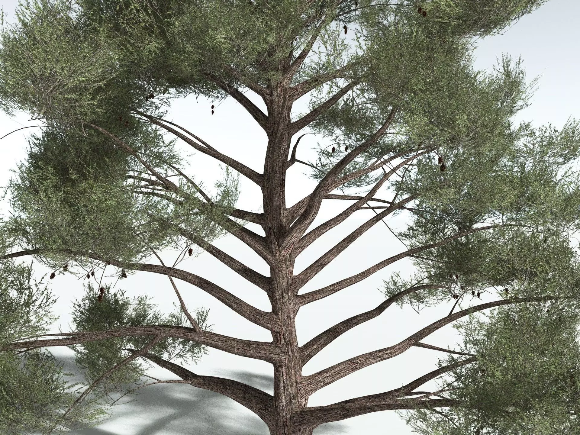 EVERYPlant Single-Leaf Pinyon 3D model_23