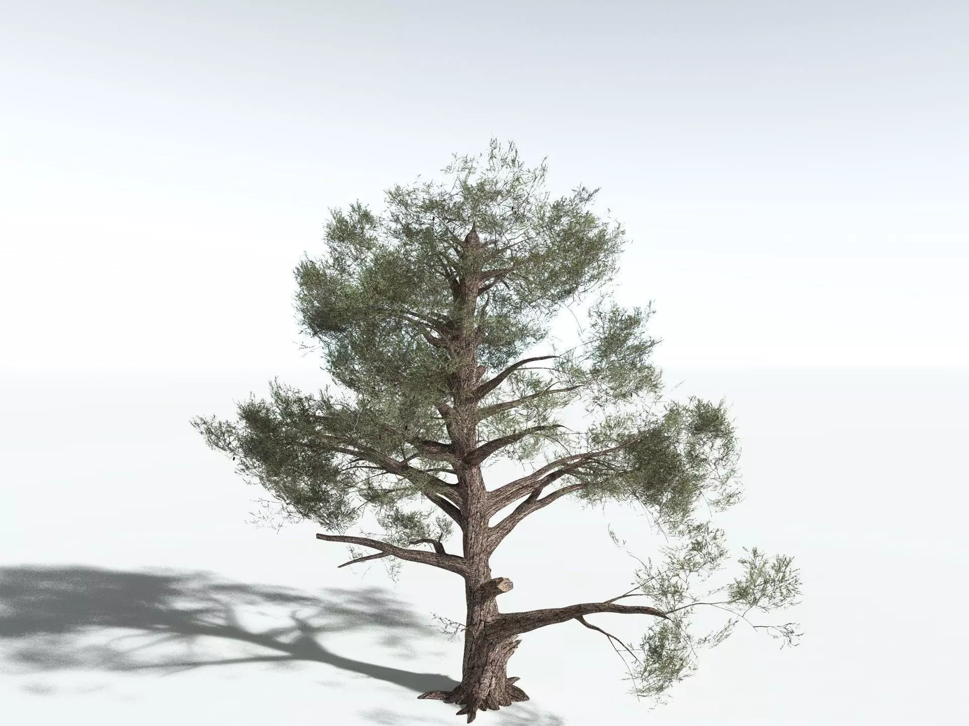 EVERYPlant Single-Leaf Pinyon 3D model_14