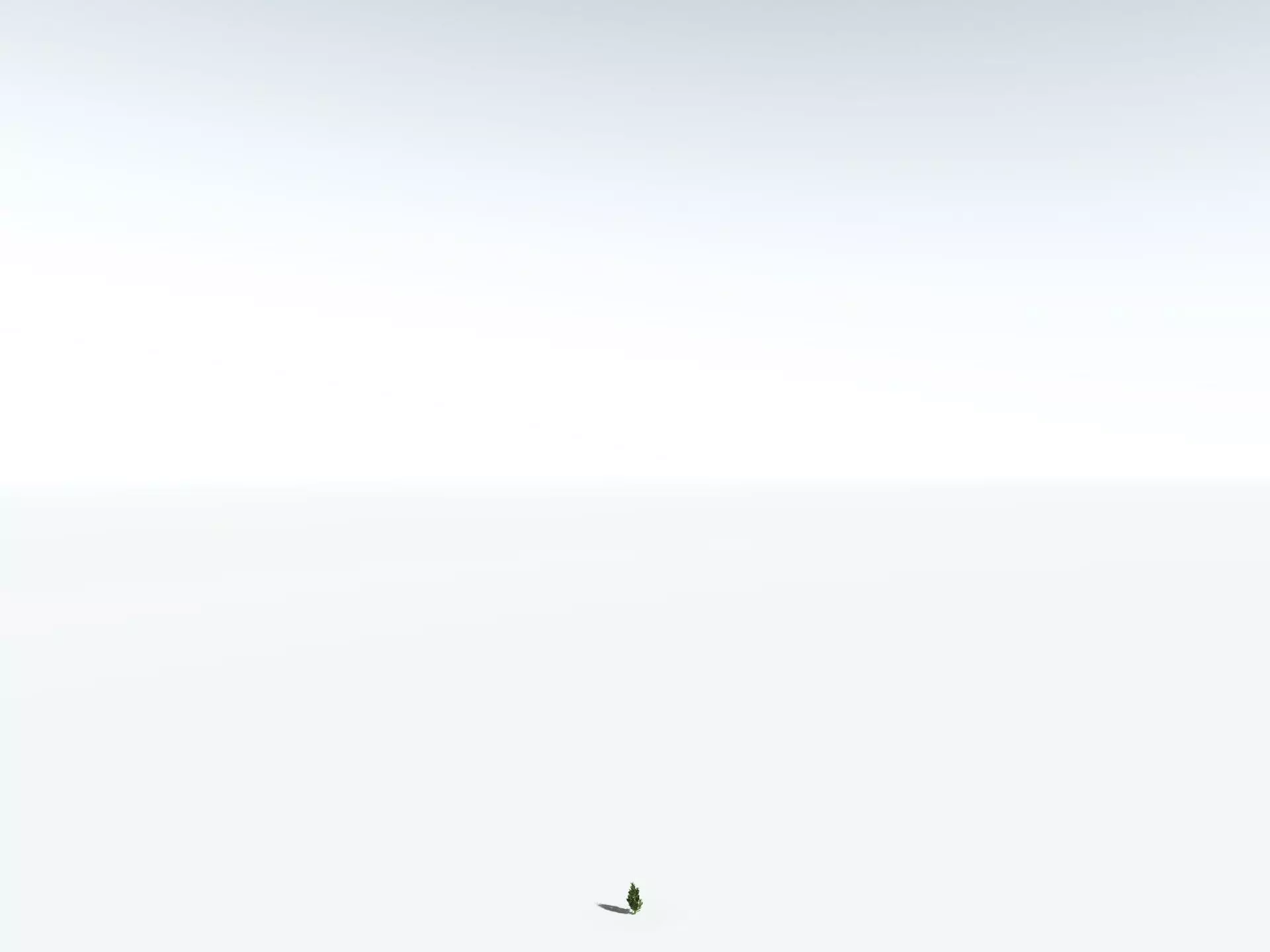 EVERYPlant Single-Leaf Pinyon 3D model_30