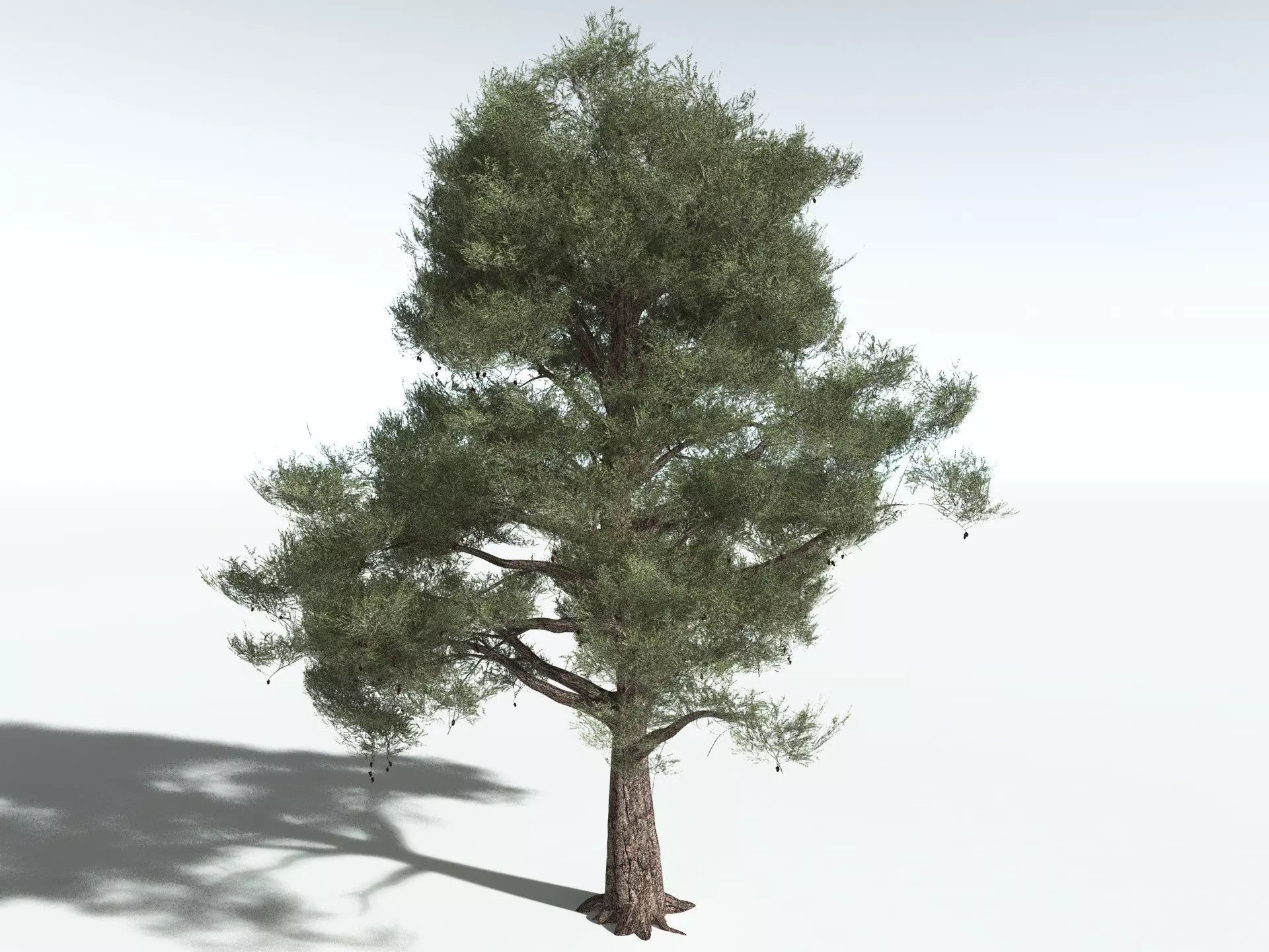EVERYPlant Single-Leaf Pinyon 3D model_6