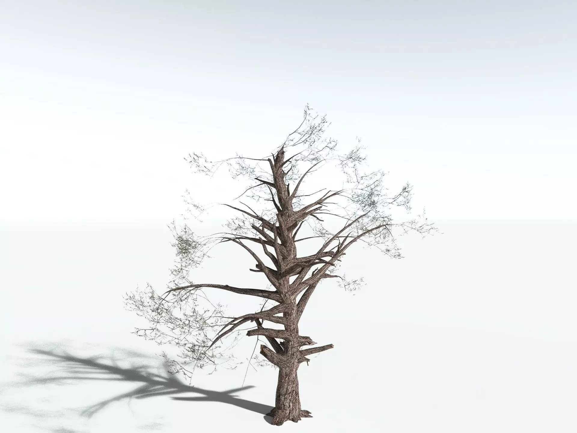 EVERYPlant Single-Leaf Pinyon 3D model_18
