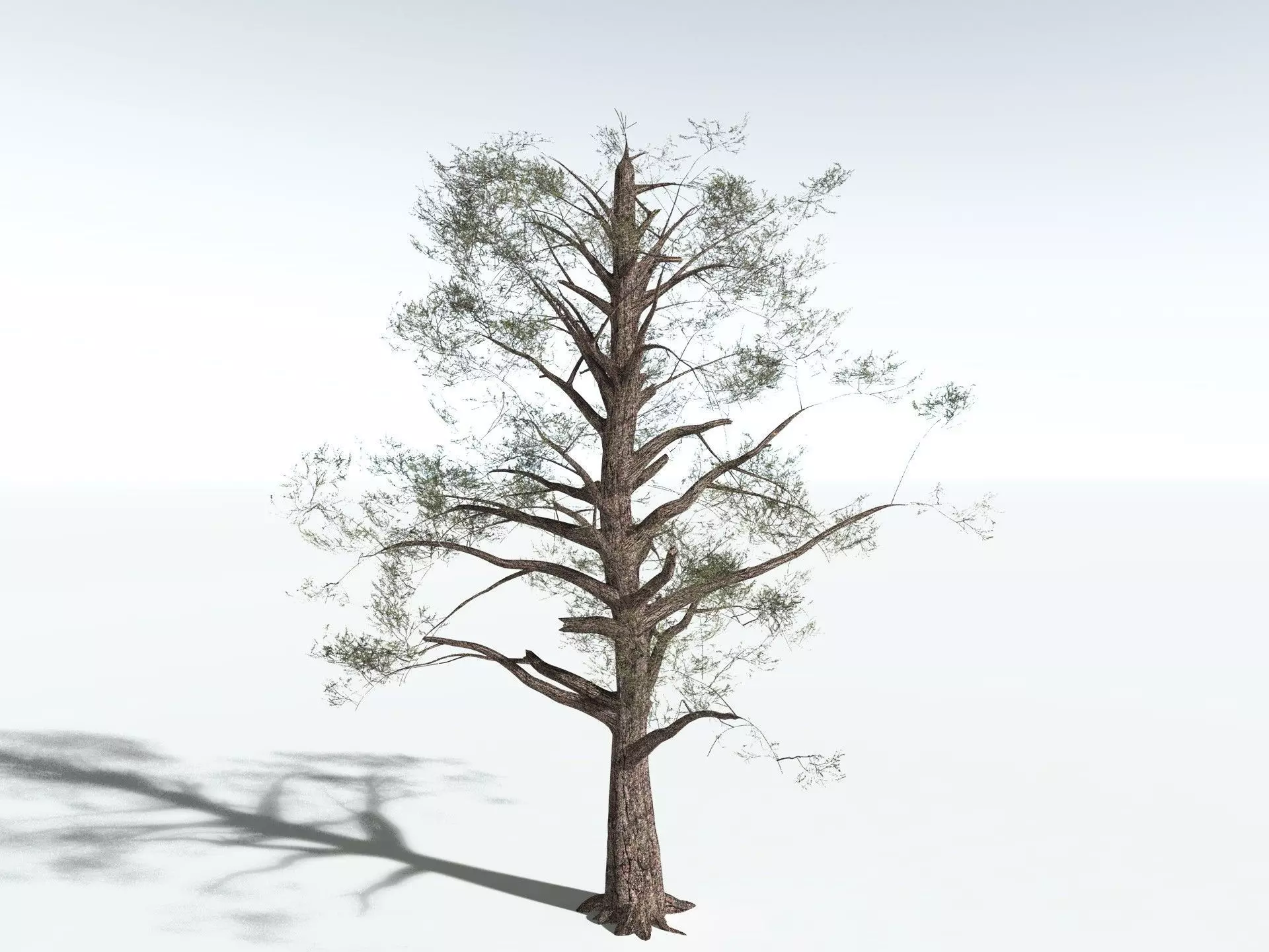 EVERYPlant Single-Leaf Pinyon 3D model_16