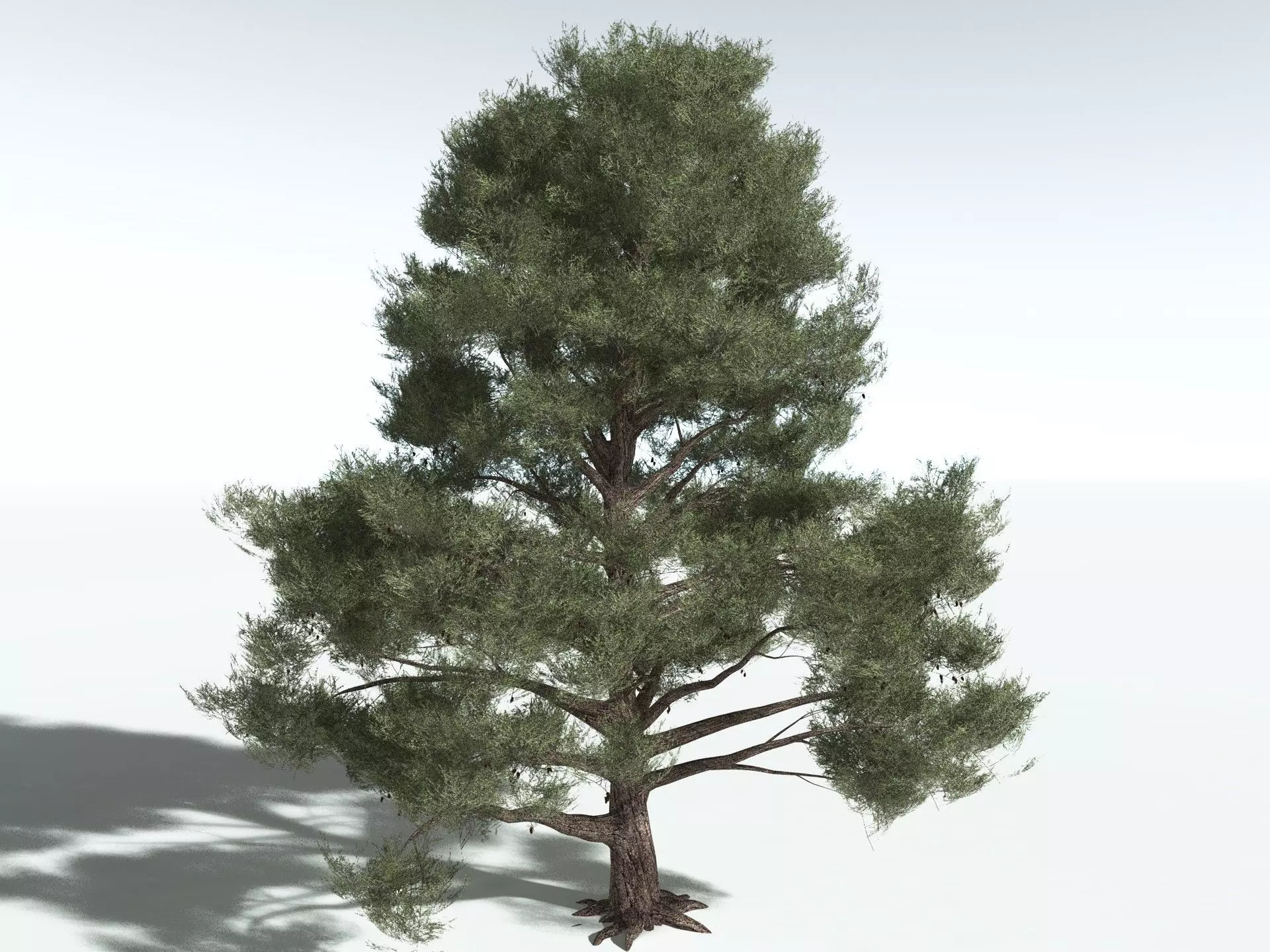 EVERYPlant Single-Leaf Pinyon 3D model_10