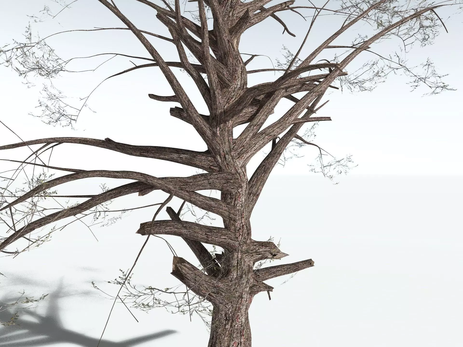 EVERYPlant Single-Leaf Pinyon 3D model_19