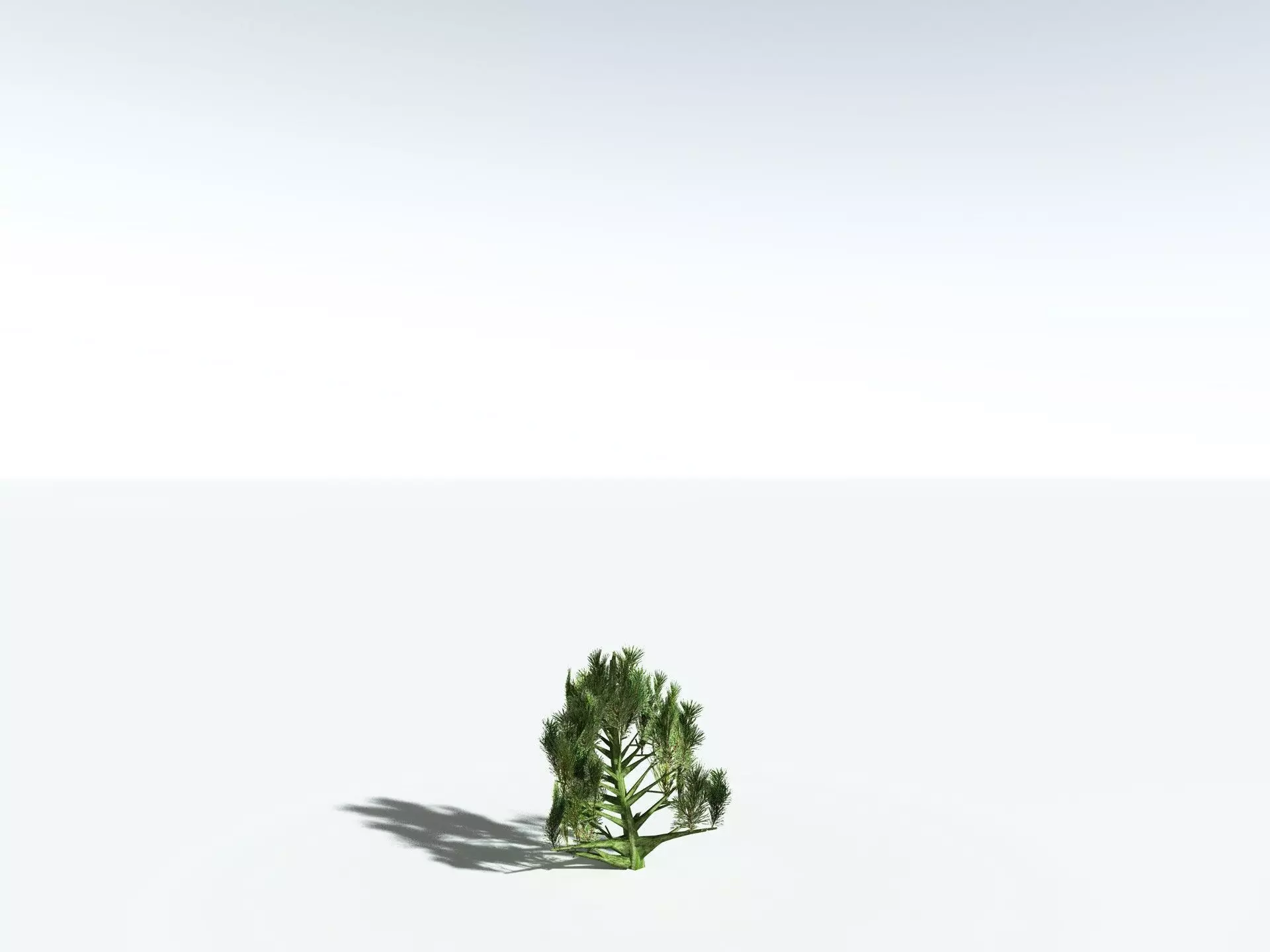 EVERYPlant Single-Leaf Pinyon 3D model_29