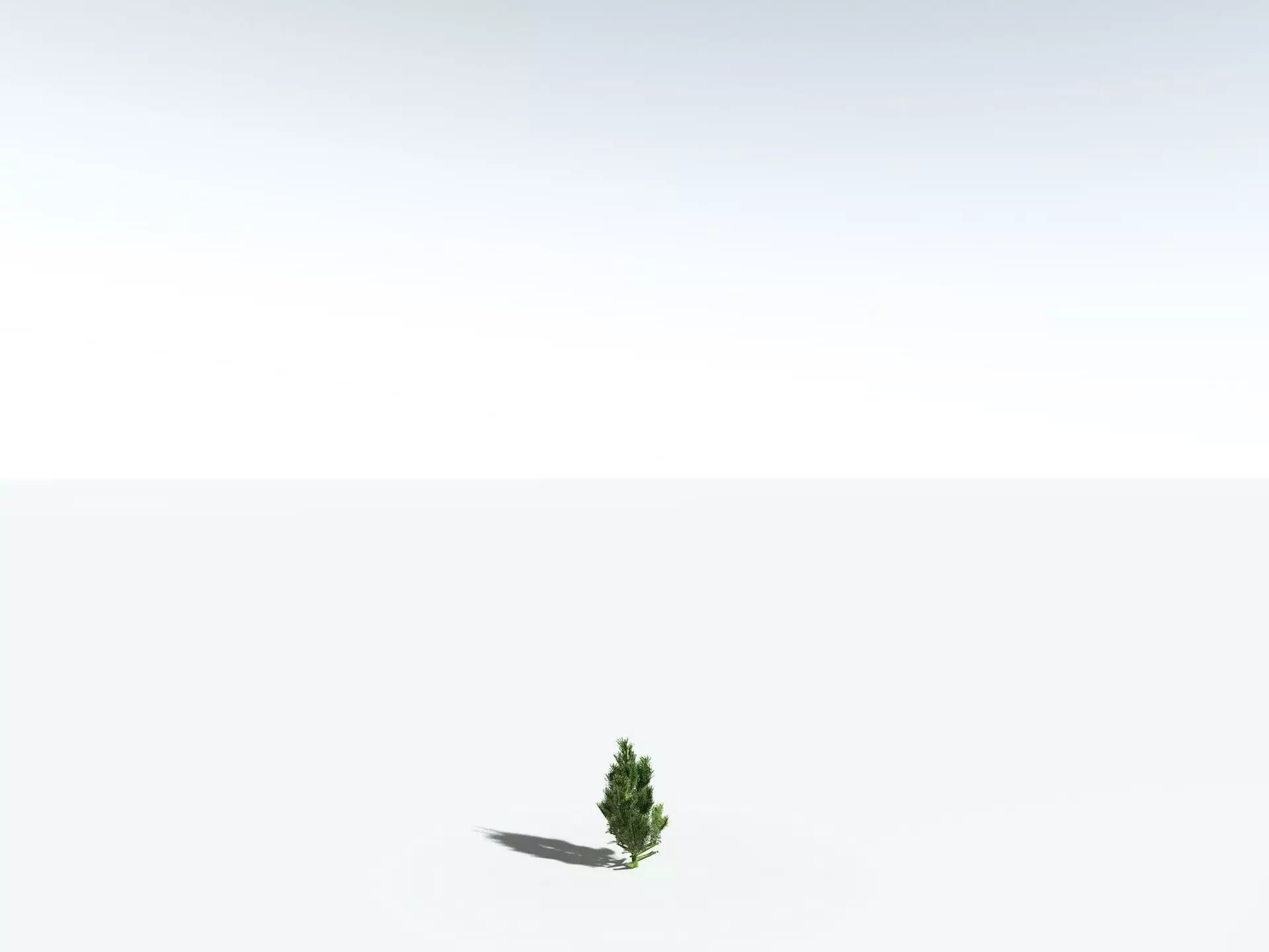 EVERYPlant Single-Leaf Pinyon 3D model_31
