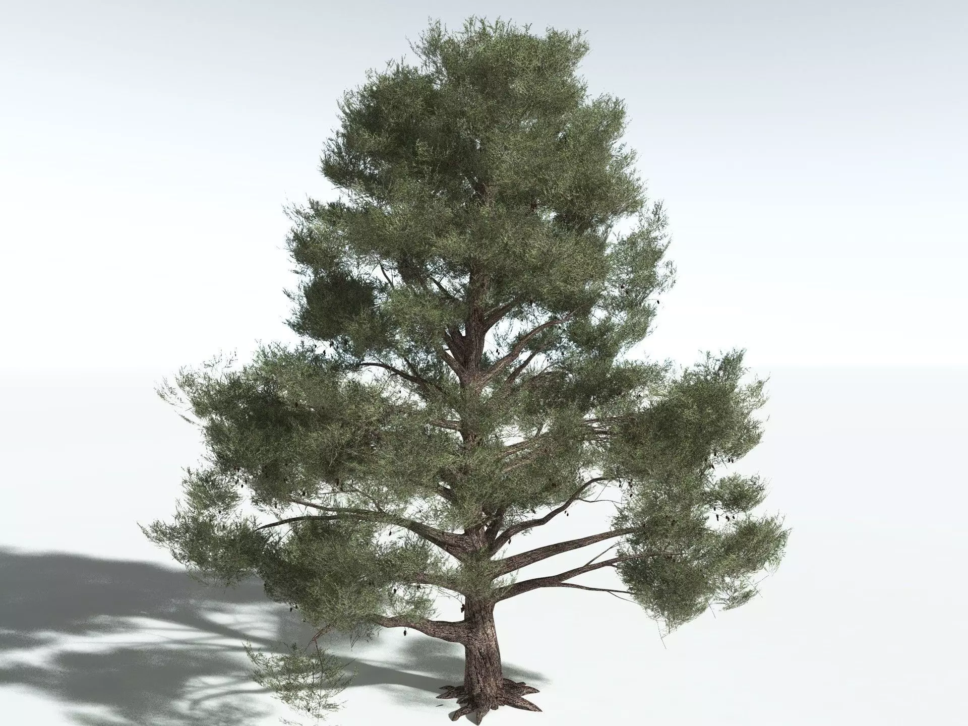 EVERYPlant Single-Leaf Pinyon 3D model_0