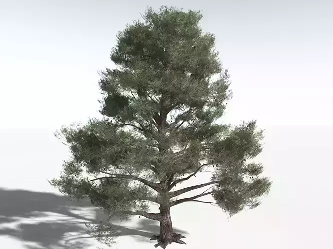 EVERYPlant Single-Leaf Pinyon -16 Models- 3D model