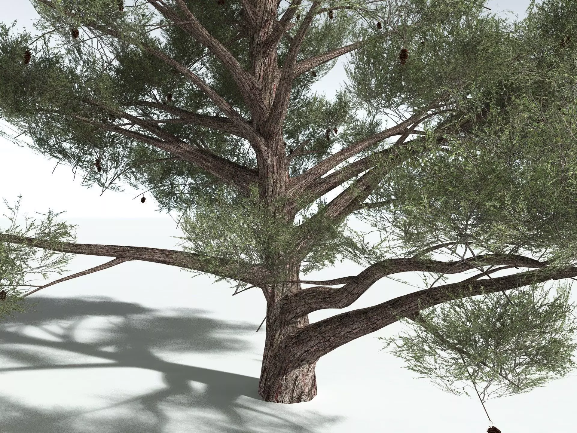 EVERYPlant Single-Leaf Pinyon 3D model_25